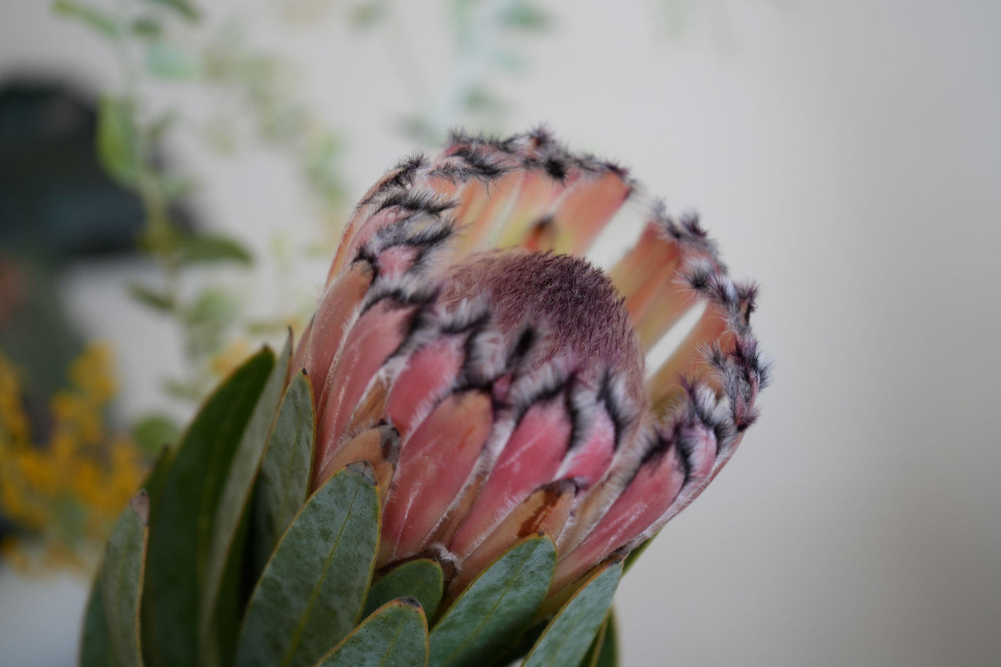 Close-up of a pink mink protea flower with fuzzy black-edged petals and green leaves