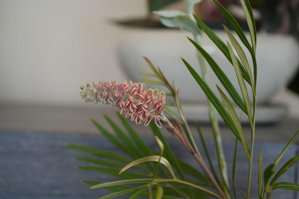 Grevillea Misty Mint plant with pink and cream curled flowers and slender green leaves