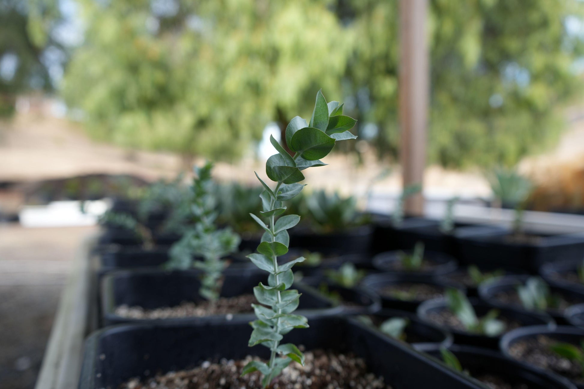 Eucalyptus albida: A Majestic Shade Tree for Diverse Landscapes - Bonte Farm