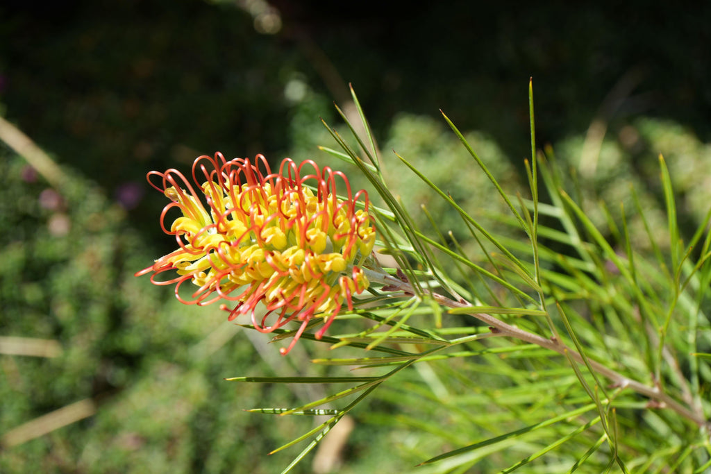 Grevillea Kings Rainbow flower with yellow and red curled petals and slender green leaves