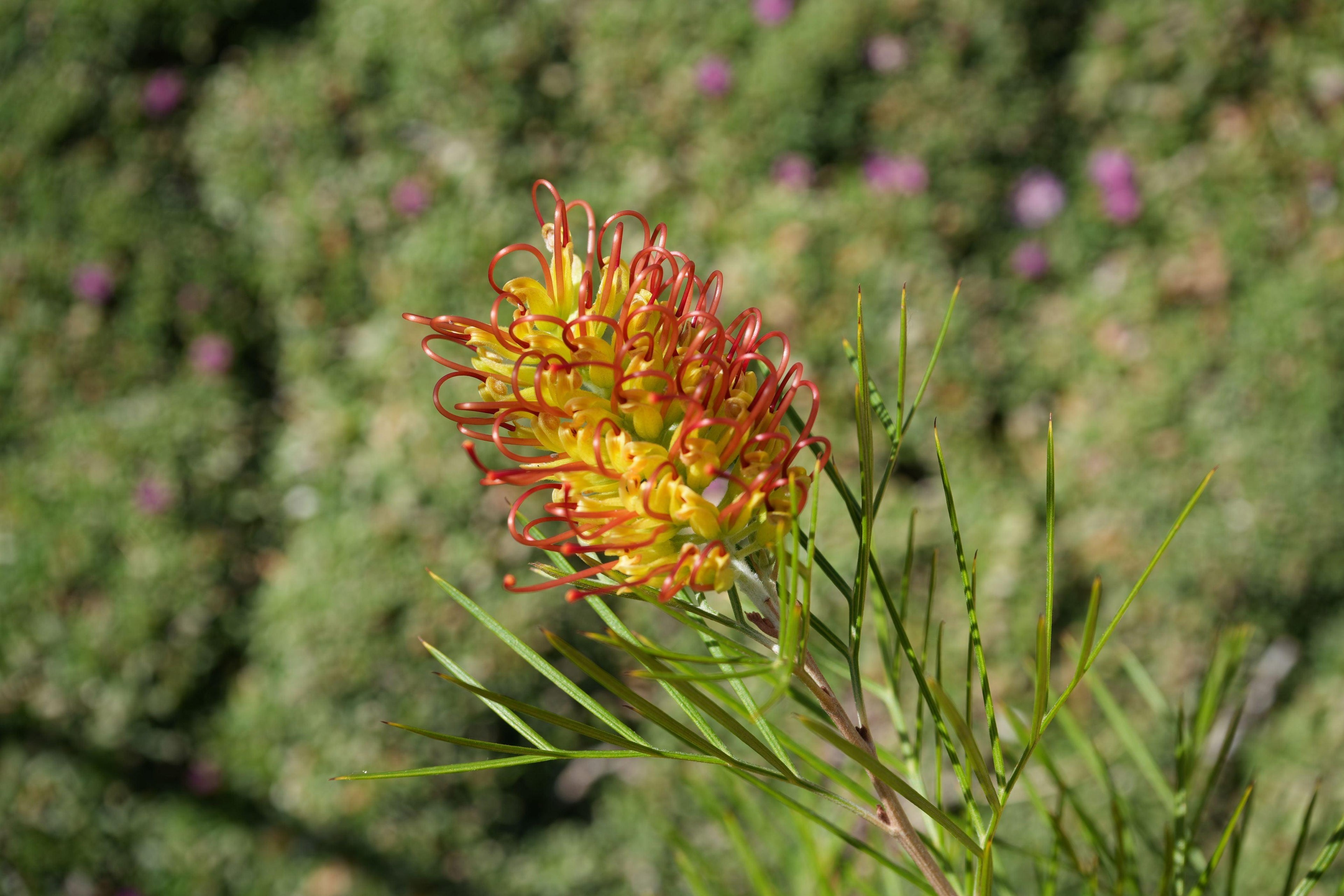 Close-up of Grevillea Kings Rainbow flower with curled red and yellow petals outdoors