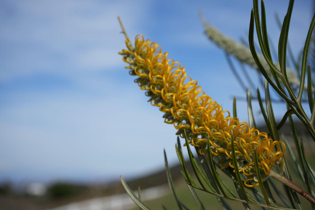 Grevillea Sandra Gordon yellow flower close-up with green foliage outdoors