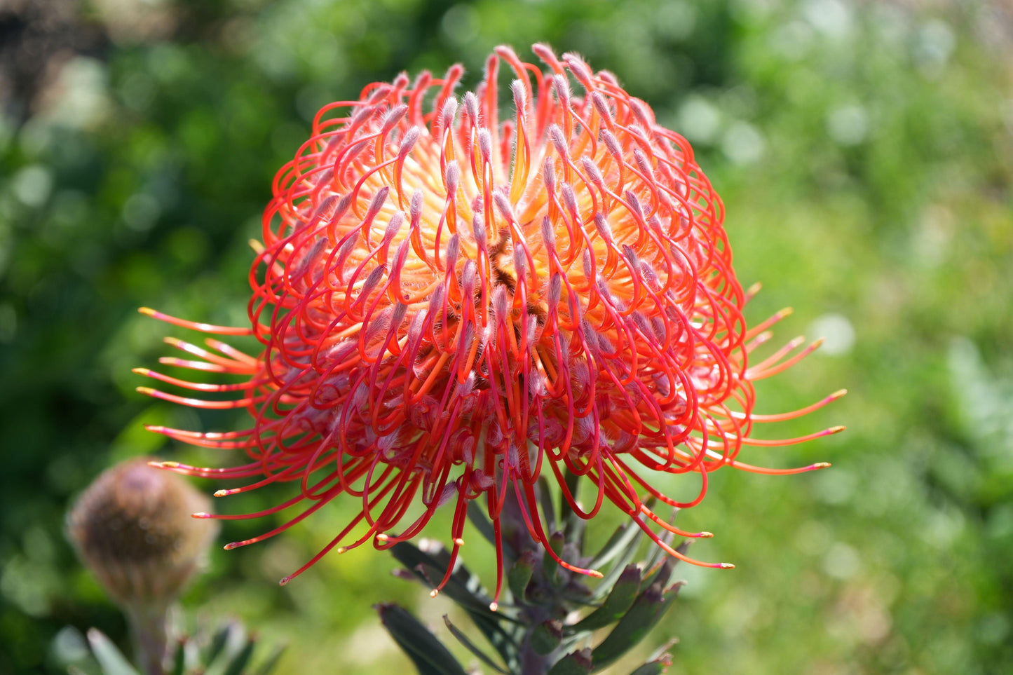Bright orange Leucospermum pincushion flower with curled styles against blurred green background