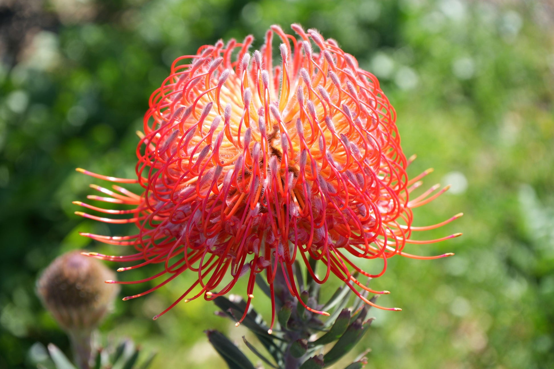 Bright orange Leucospermum pincushion flower with curled styles against blurred green background