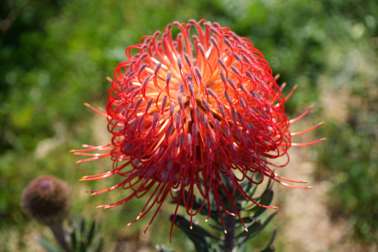 Close-up of a vibrant red Leucospermum flower with curved petals and green blurred background