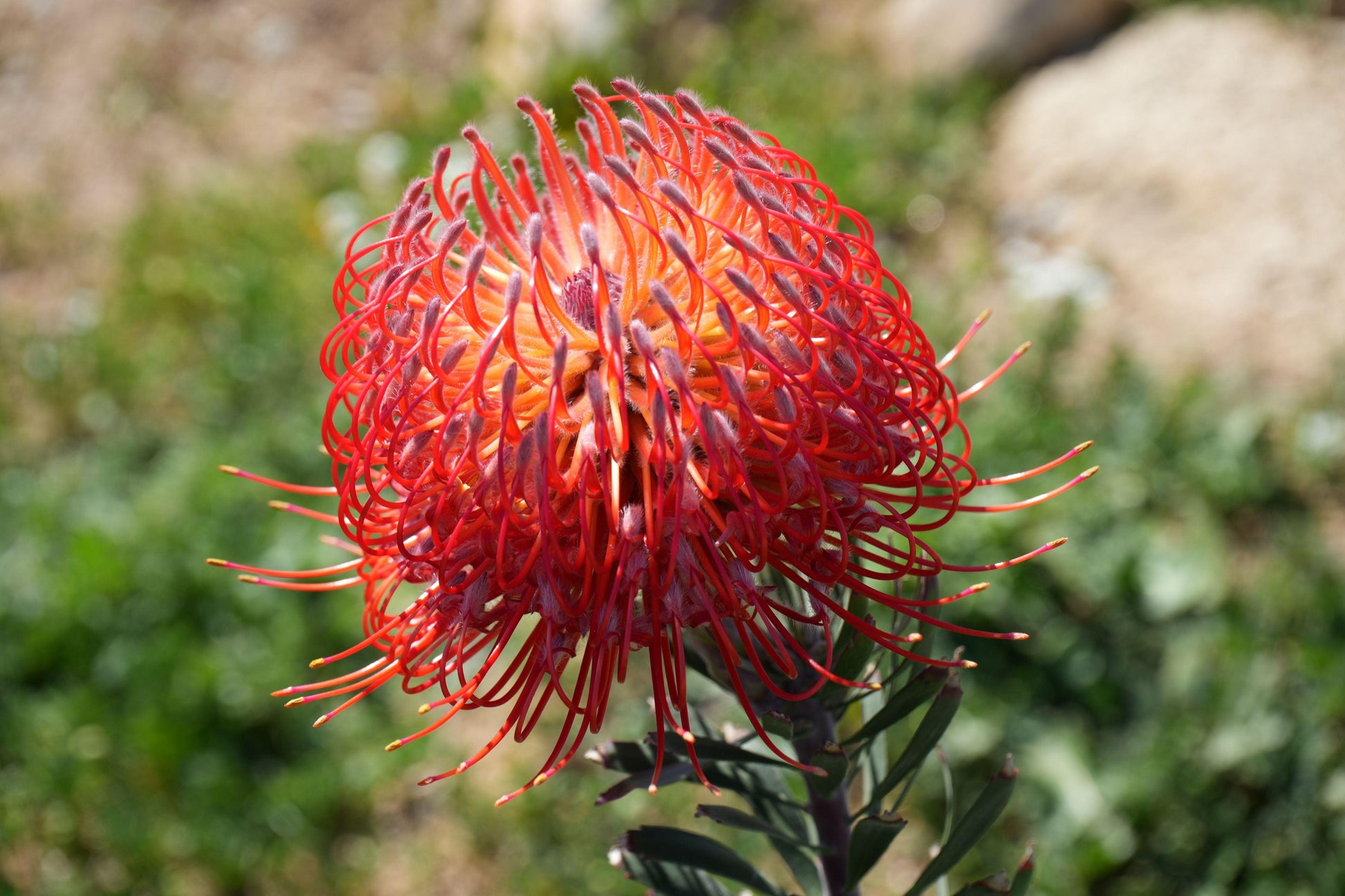 Bright red and orange pincushion protea flower with unique curled petals in natural garden setting