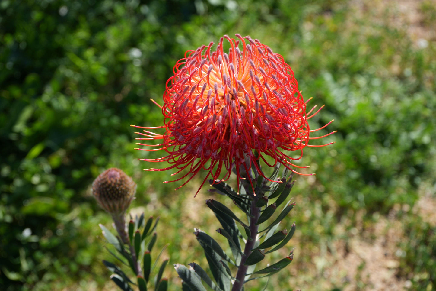 Bright orange Leucospermum flower with curly petals and green foliage in natural garden setting