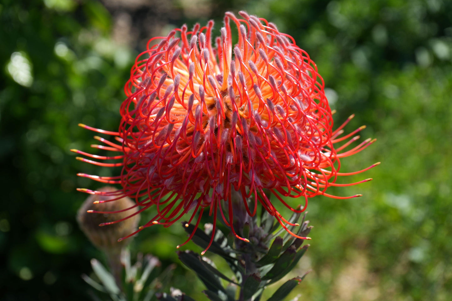 Close-up of vibrant orange red pincushion protea flower in natural green garden background