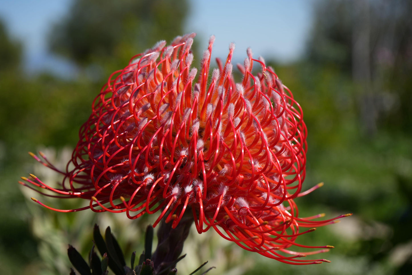 Close-up of bright red Leucospermum pincushion flower with curled petals in garden