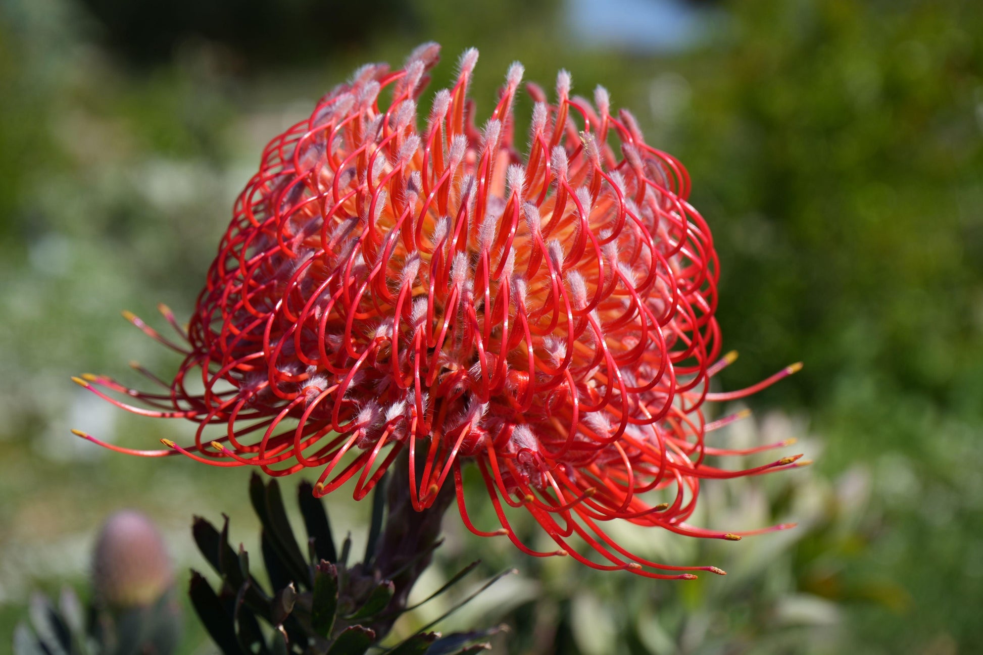 Close-up of vibrant red pincushion protea flower with intricate curved petals in green garden