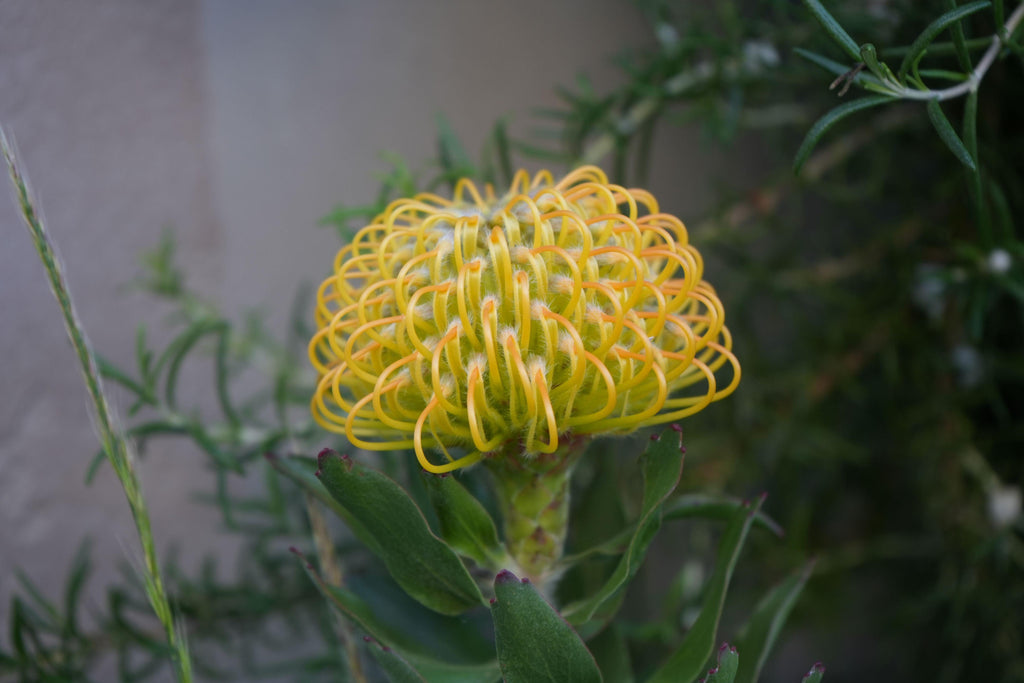 Close-up of yellow Leucospermum pincushion flower with green foliage outdoors.