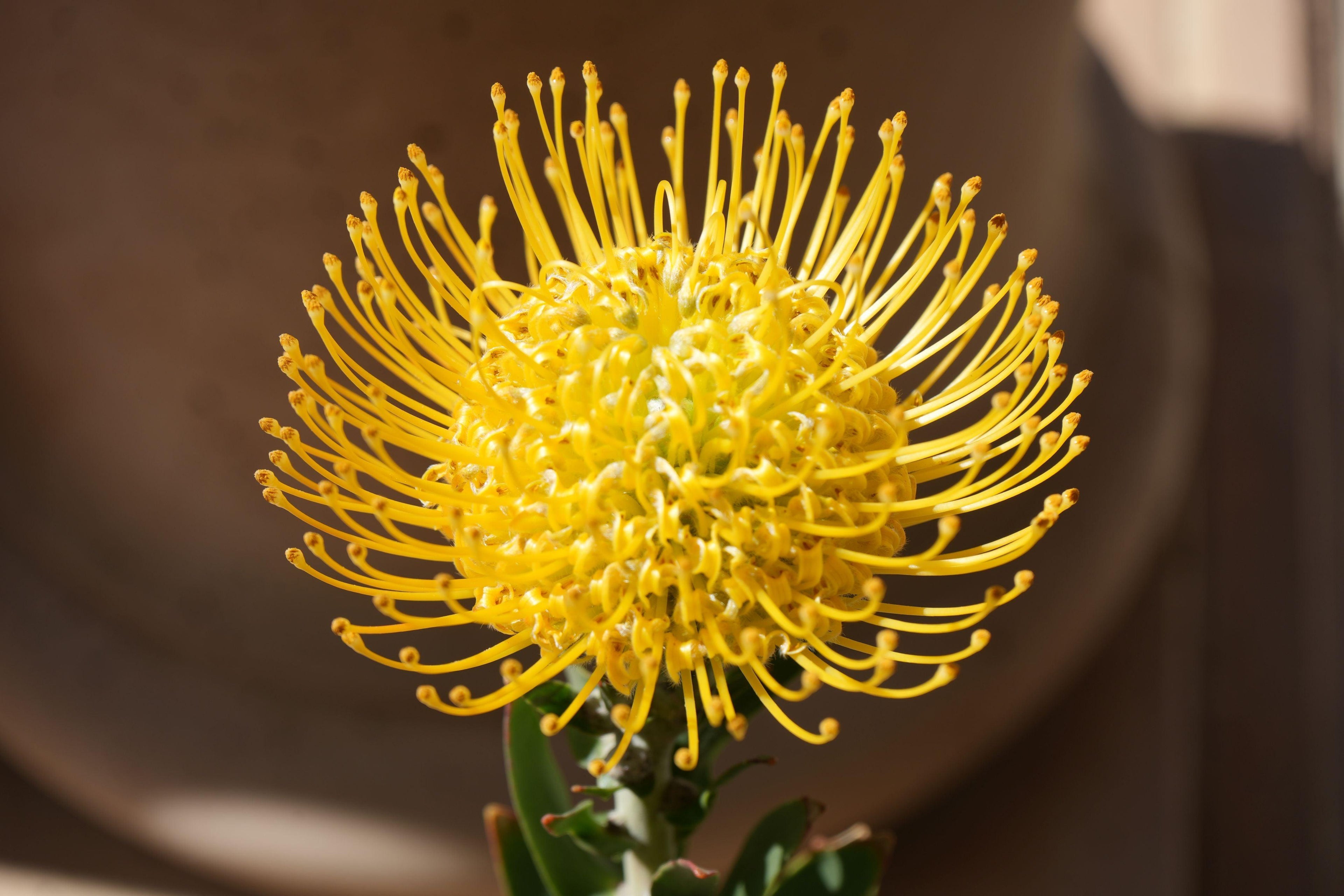 Close-up of a yellow Leucospermum pincushion protea flower in sunlight