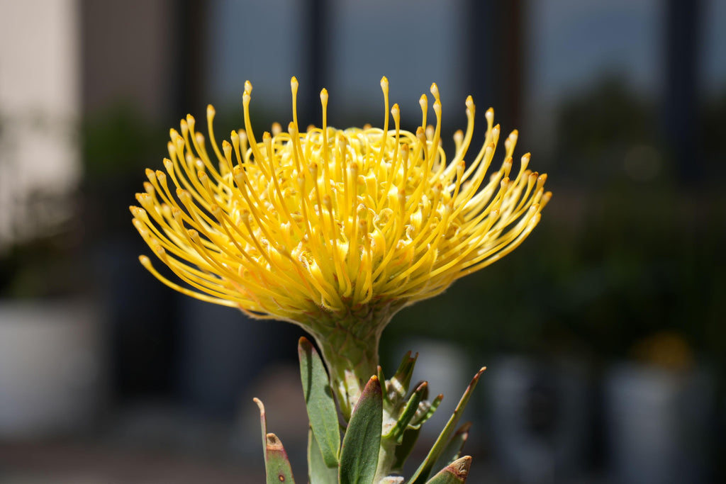 Close-up of yellow Leucospermum pincushion protea flower outdoors