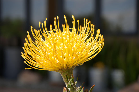 Close-up of vibrant yellow Leucospermum Goldie flower with intricate curved petals