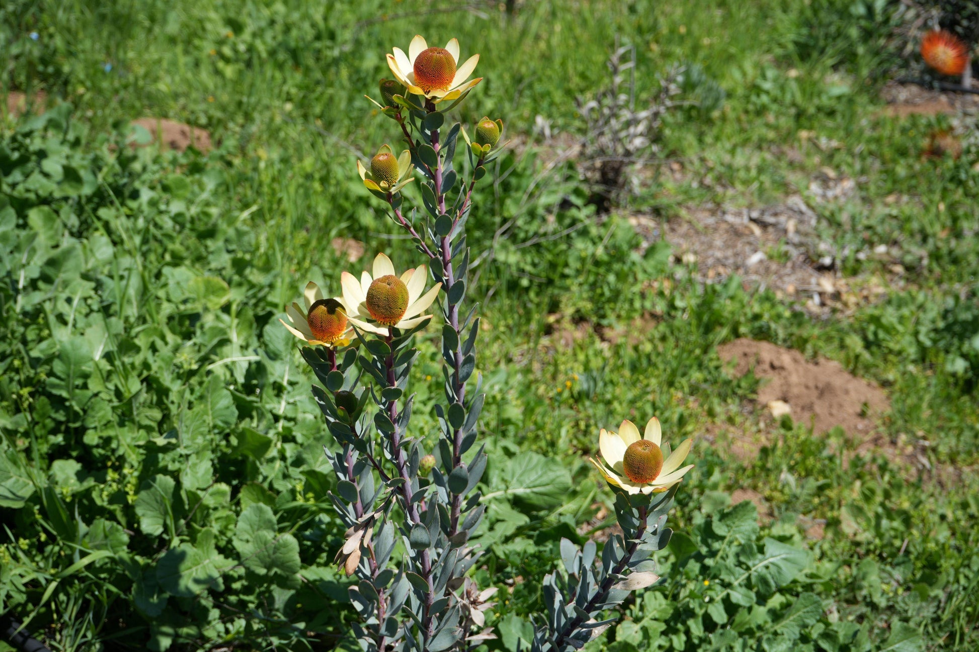 Leucadendron discolor 'Pom Pom': A Fluffy, Fun Addition to Your Garden - Bonte Farm