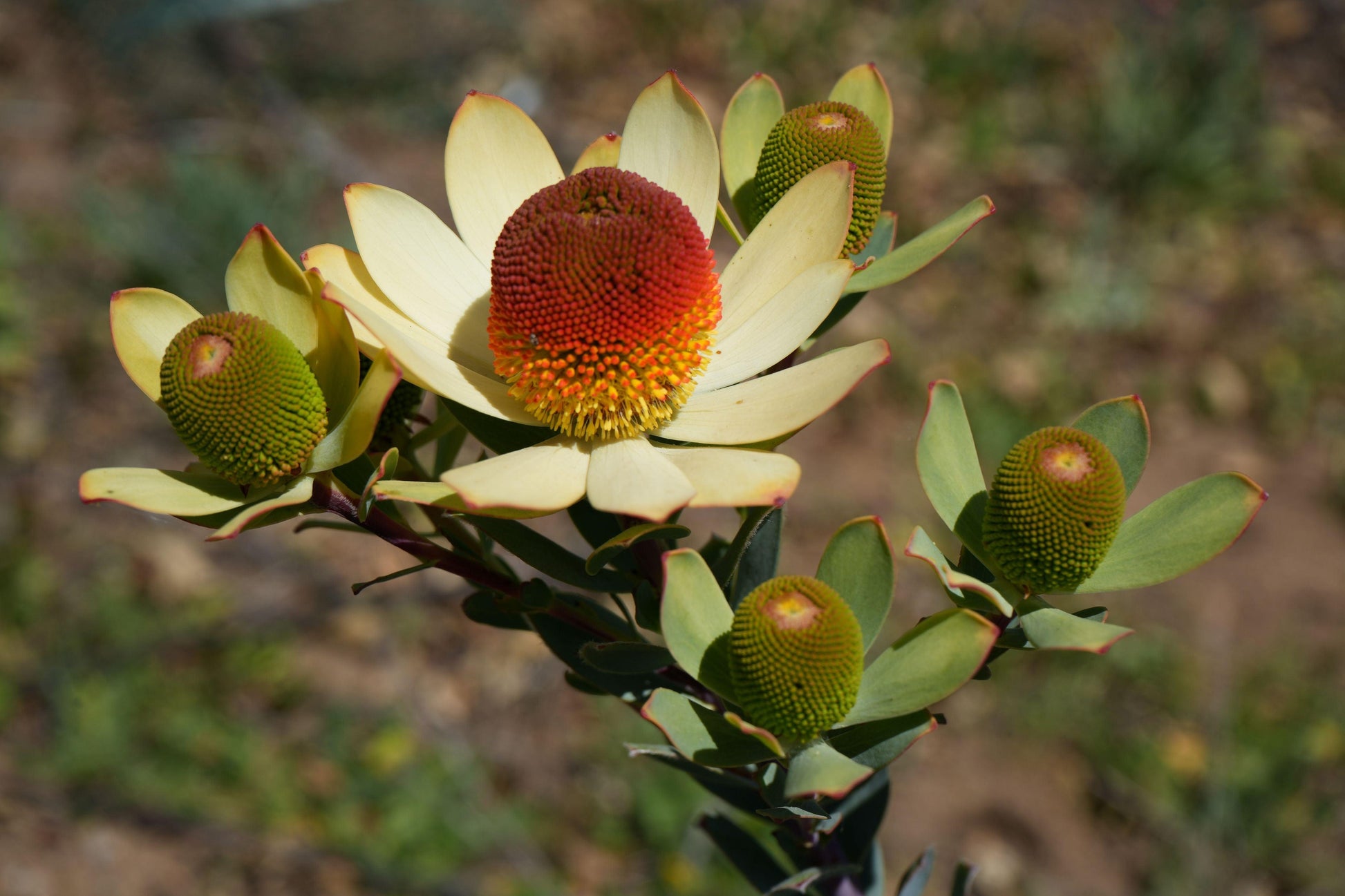 Leucadendron discolor 'Pom Pom': A Fluffy, Fun Addition to Your Garden - Bonte Farm