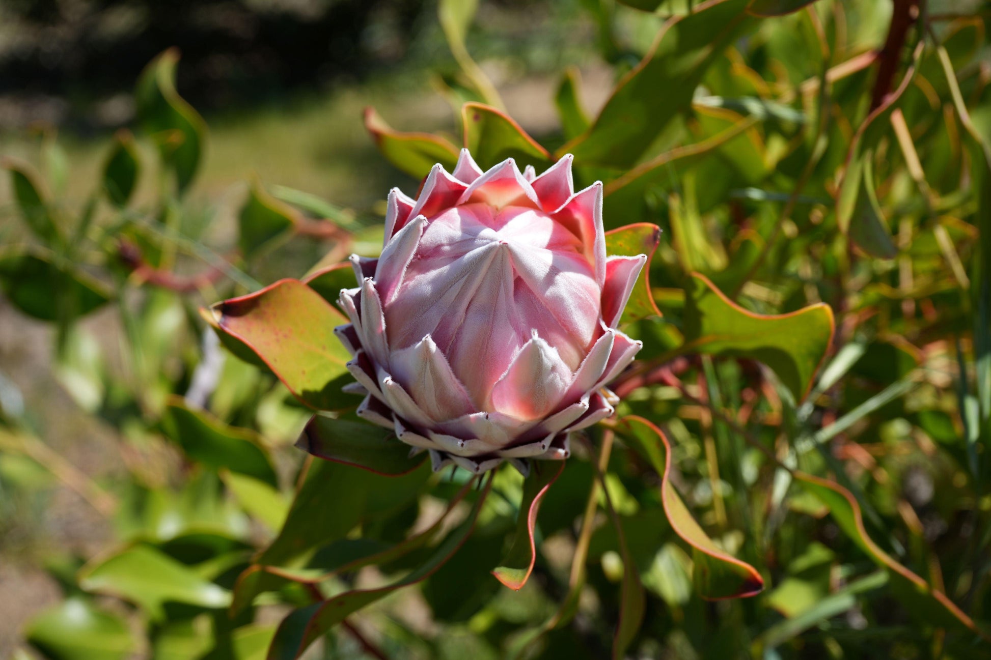 Protea Pink King: A Regal Bloom for Your Garden - Bonte Farm