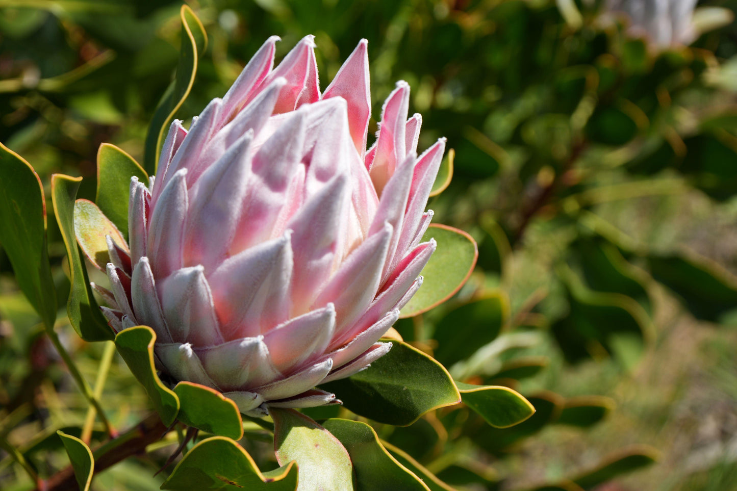 Protea Pink King: A Regal Bloom for Your Garden - Bonte Farm