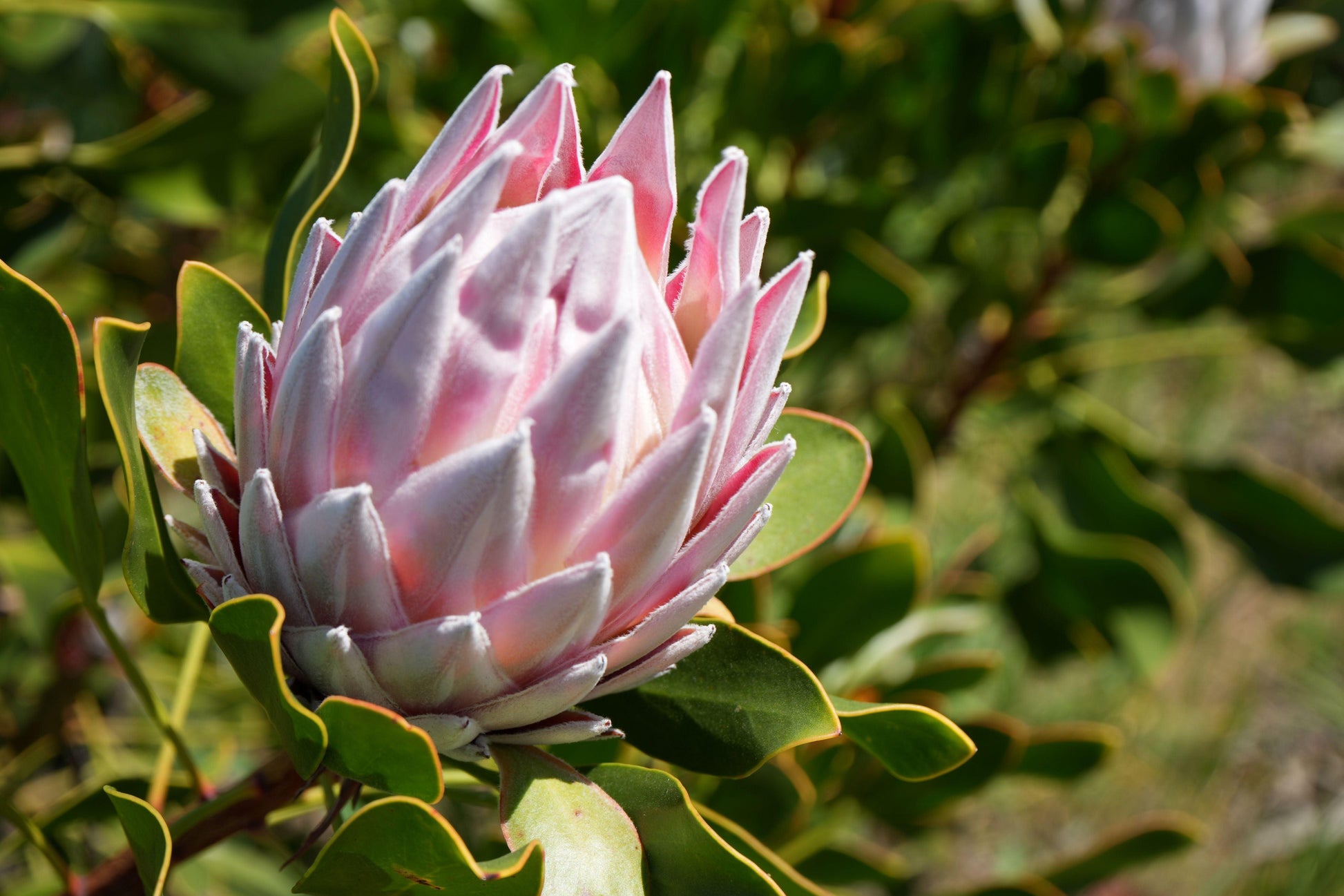 Protea Pink King: A Regal Bloom for Your Garden - Bonte Farm