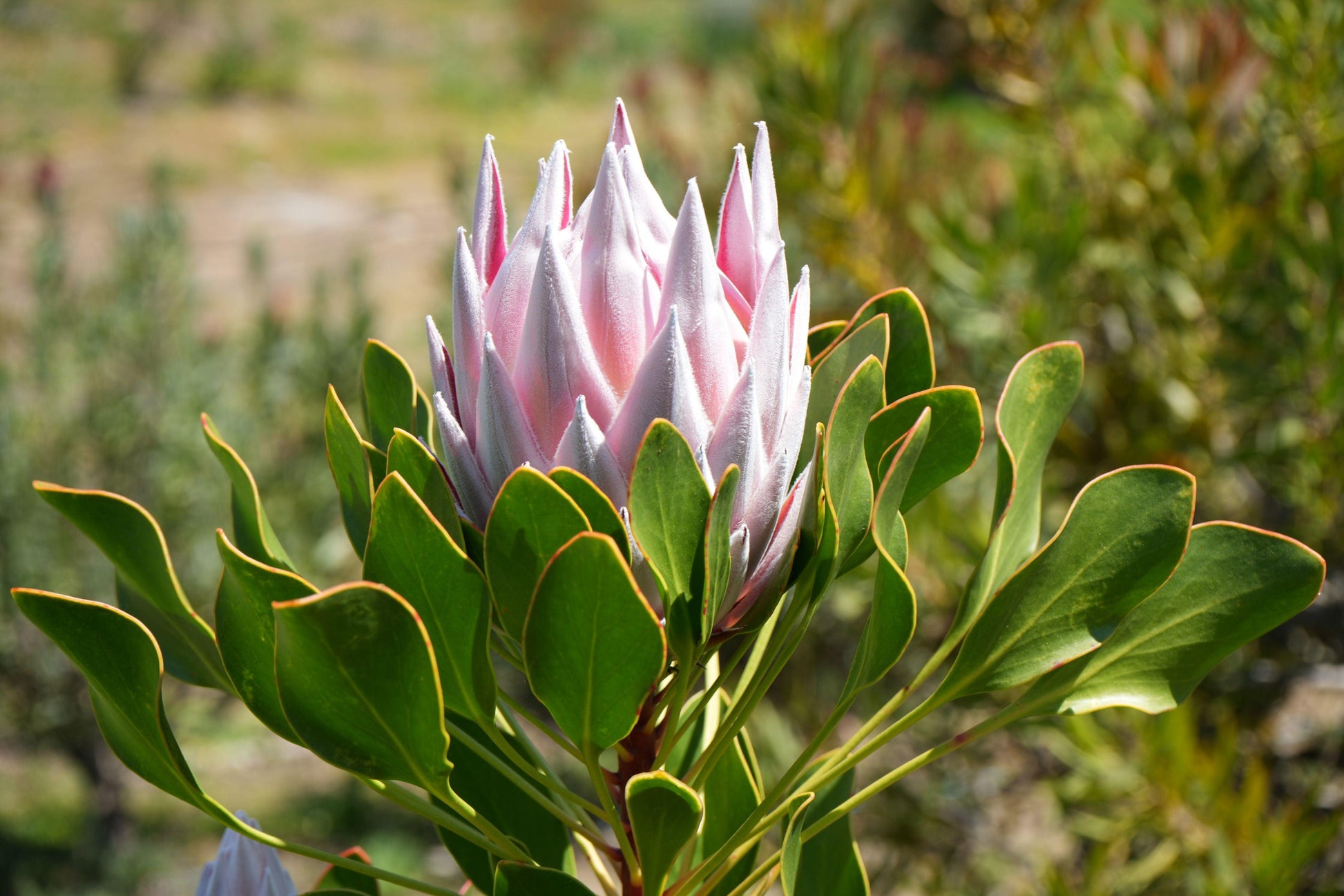 Protea Pink King: A Regal Bloom for Your Garden - Bonte Farm