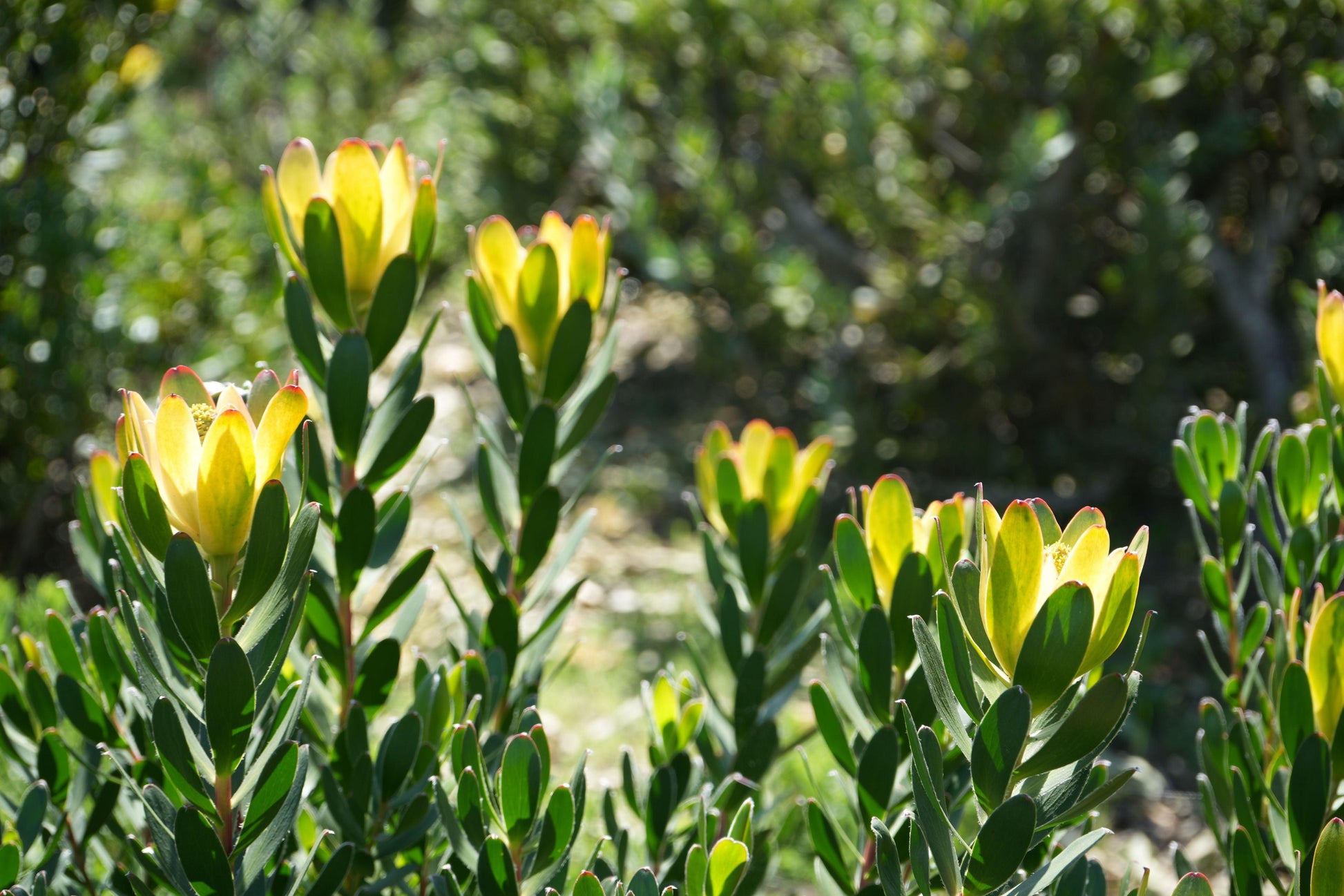 Leucadendron 'Safari Goldstrike': A Sun-Kissed Spectacular - Bonte Farm