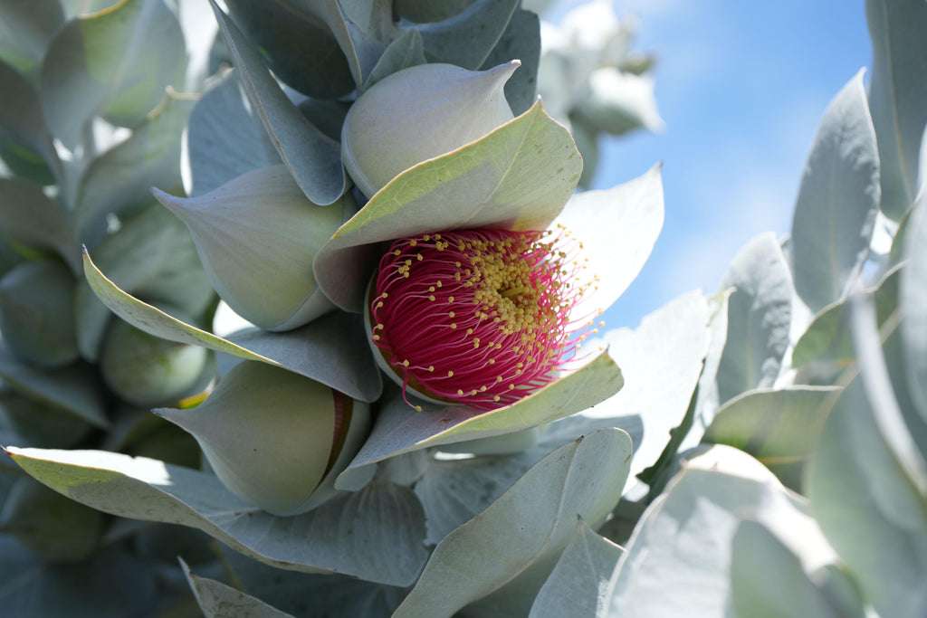 Eucalyptus macrocarpa: The Spectacular Rose of the West - Bonte Farm