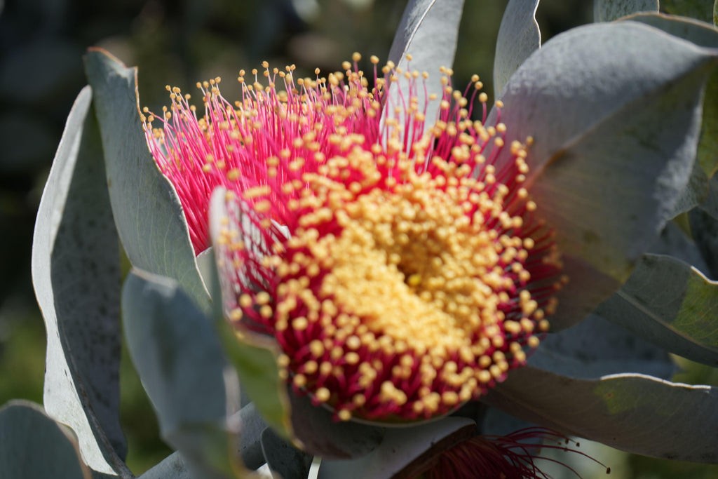Eucalyptus macrocarpa: The Spectacular Rose of the West - Bonte Farm