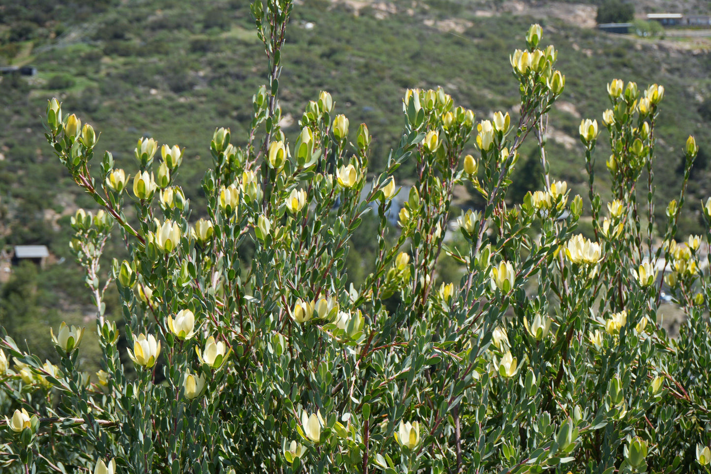 Leucadendron 'Safari Goldstrike': A Sun-Kissed Spectacular - Bonte Farm