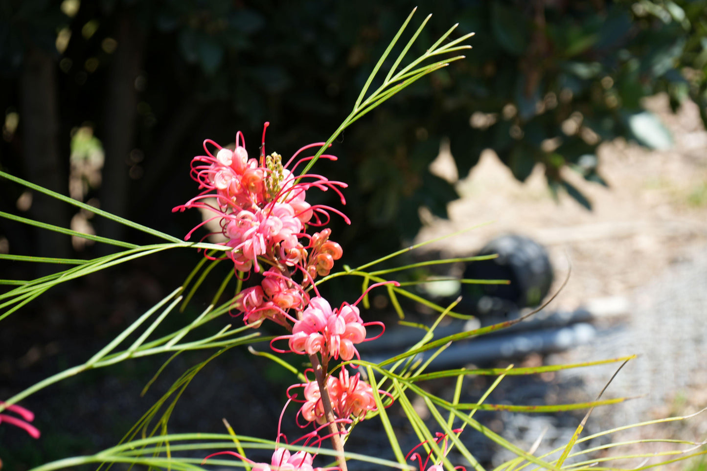 Grevillea 'Long John': Pink Red Shrimp-like Blossoms - Bonte Farm