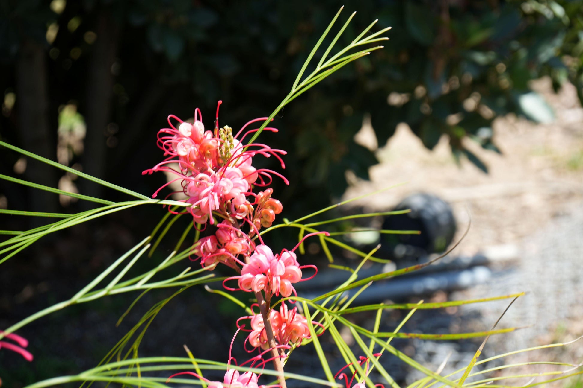 Grevillea 'Long John': Pink Red Shrimp-like Blossoms - Bonte Farm