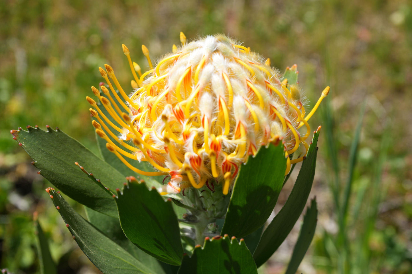 Leucospermum 'Veldfire': Yellow Red Fiery Blooms - Bonte Farm