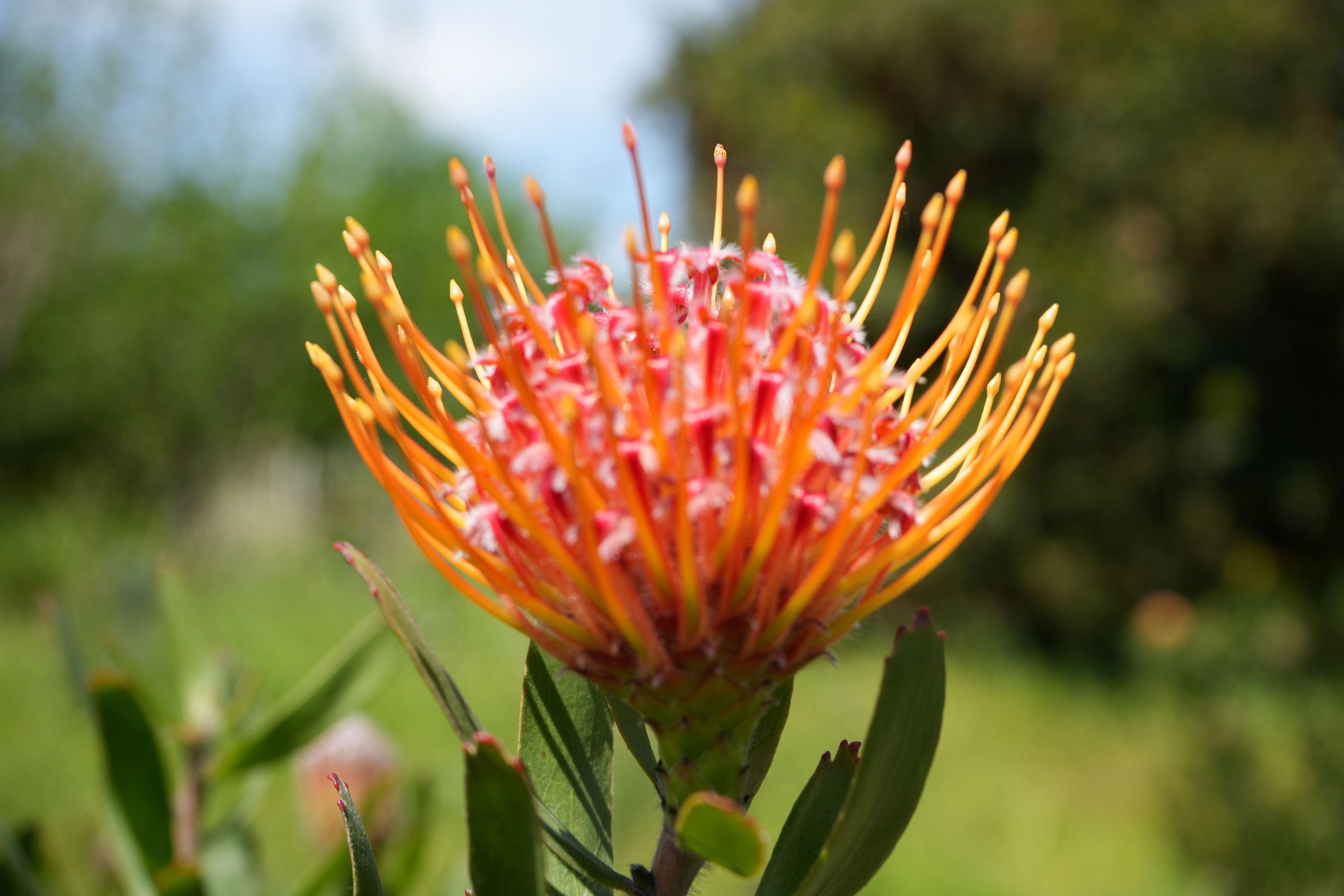 Leucospermum Naomi Royal Pride pincushion protea with orange-yellow spiky petals outdoors