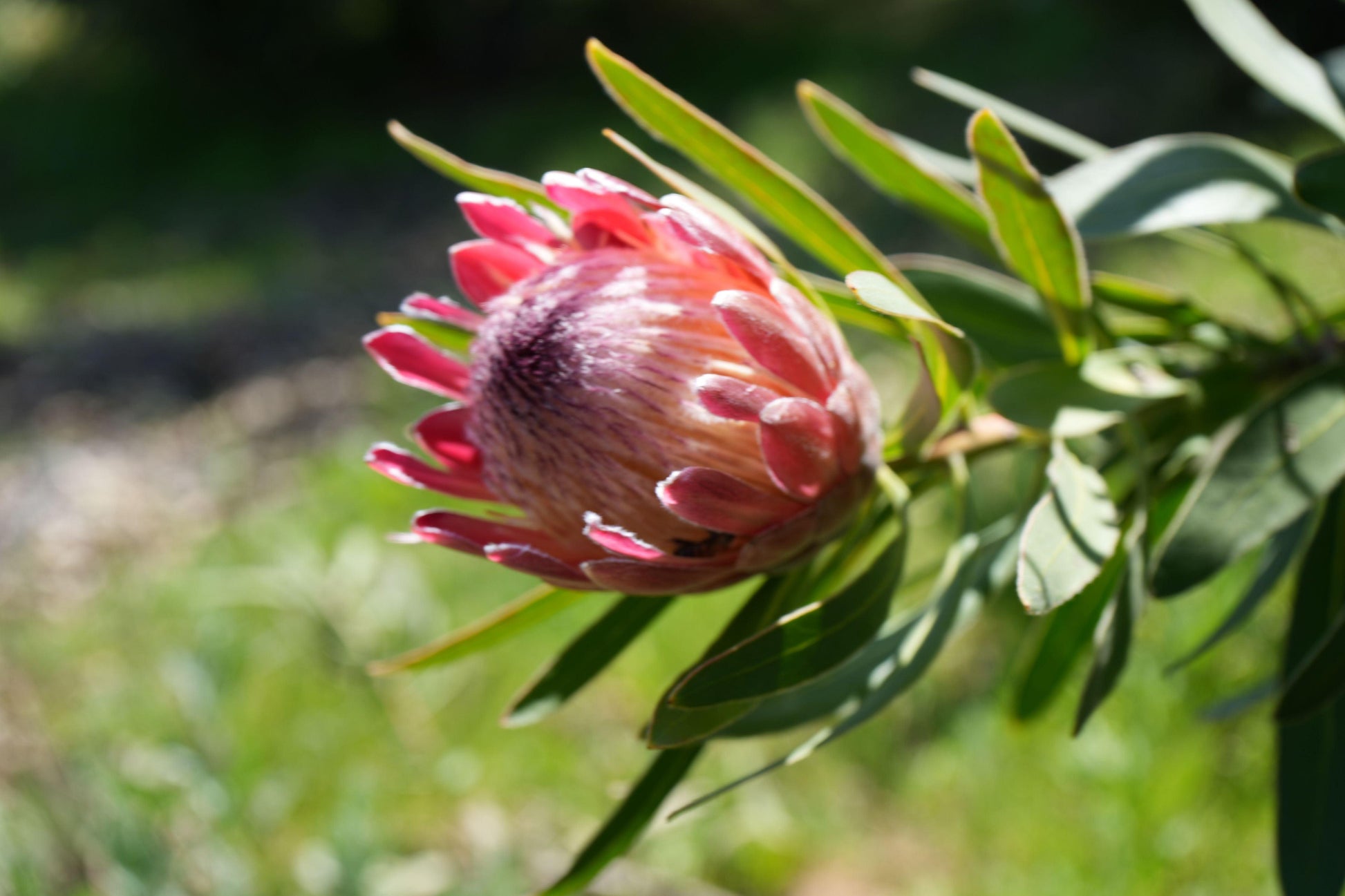 Close-up of a pink Protea flower bud with green leaves in natural sunlight