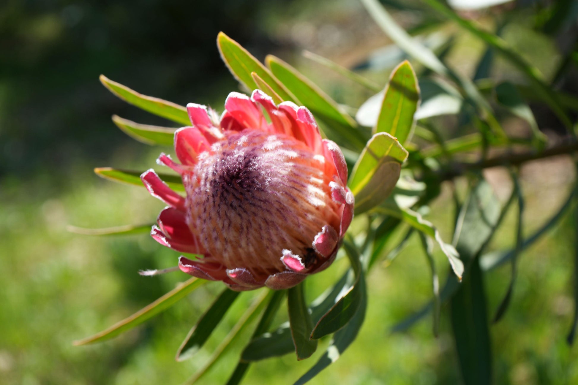 Close-up of a blooming pink Protea flower with green leaves in natural sunlight