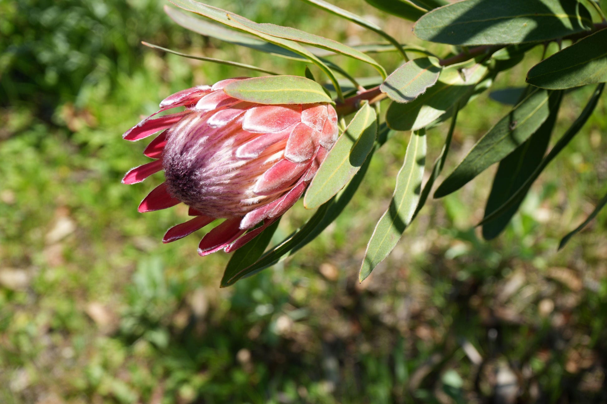 Close-up of a pink ice protea flower bud with green leaves in natural sunlight