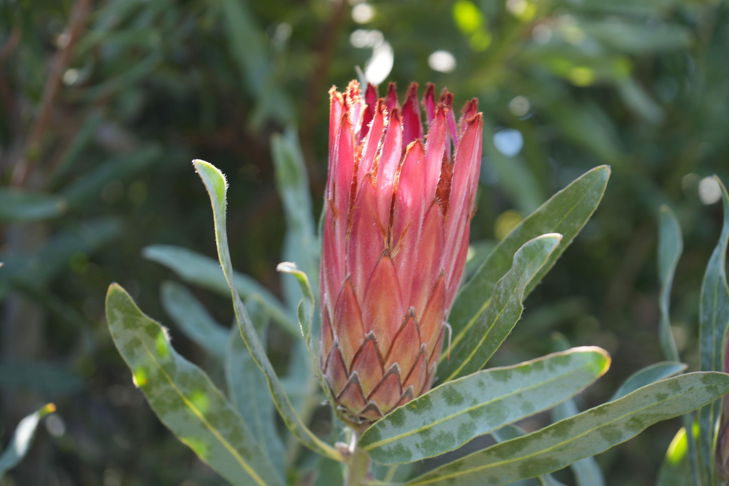 Close-up of pink Protea Pink Mink flower with green foliage in soft sunlight