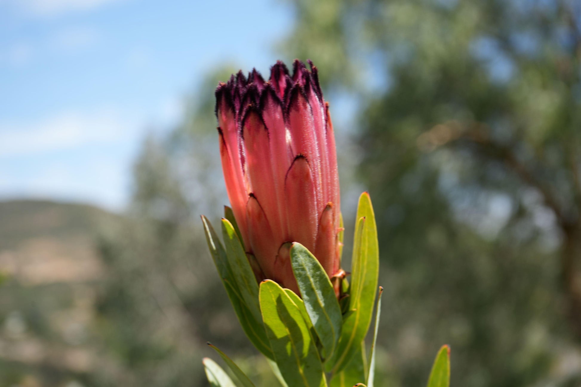 Close-up of pink Protea flower with dark tips and green leaves against blurred natural background