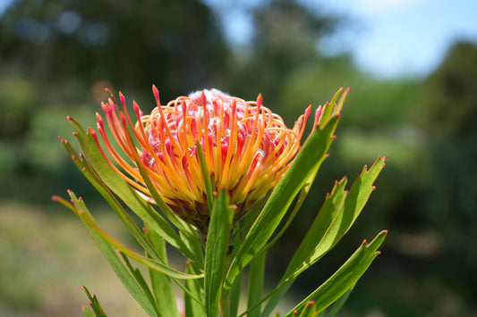 Close-up of a vibrant orange and yellow Leucospermum flower with slender green leaves against a blurred natural background