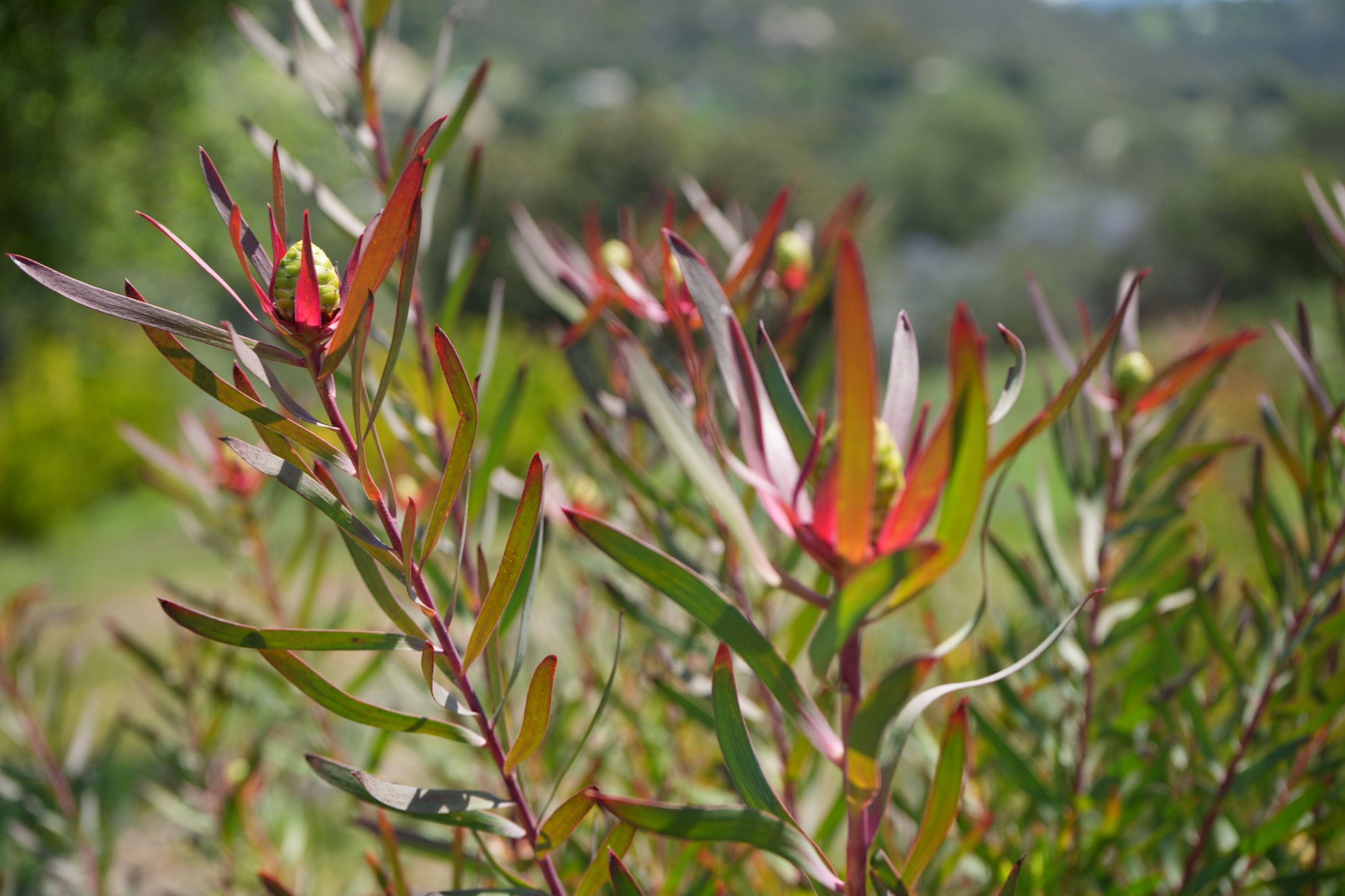 Leucadendron Red Ribbon plant with red-tipped leaves and green cones in a sunny garden
