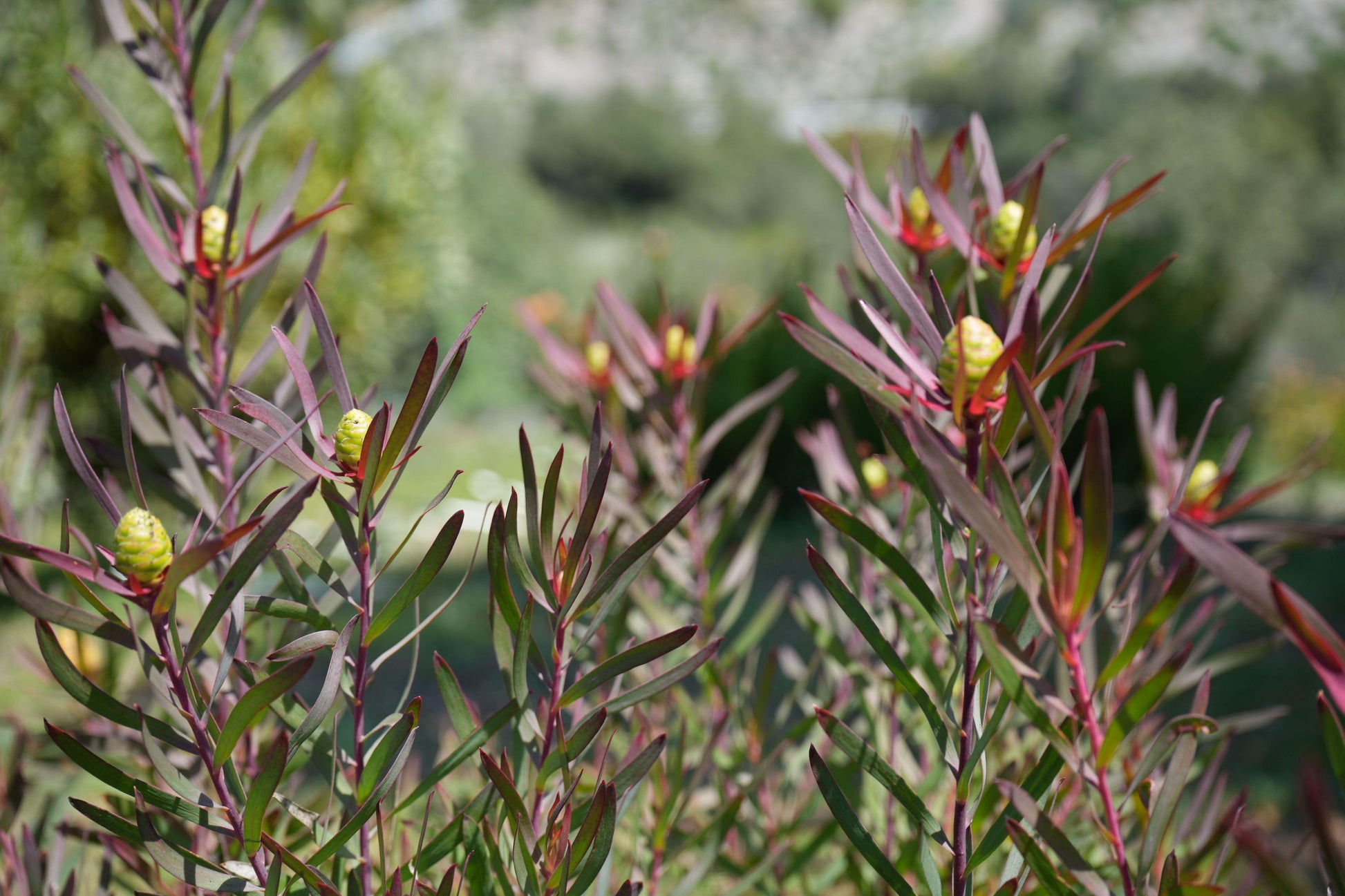 Leucadendron Red Ribbon plants with red-green foliage and yellow cone-shaped flowers in a sunlit garden
