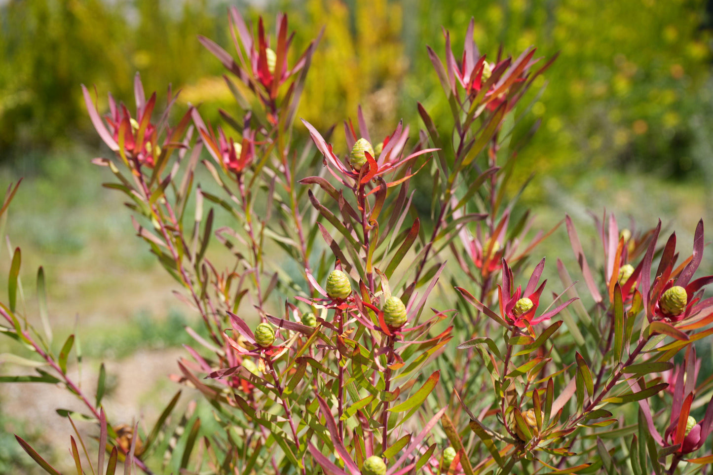 Leucadendron Red Ribbon plant with red and green leaves and unopened green flower cones outdoors