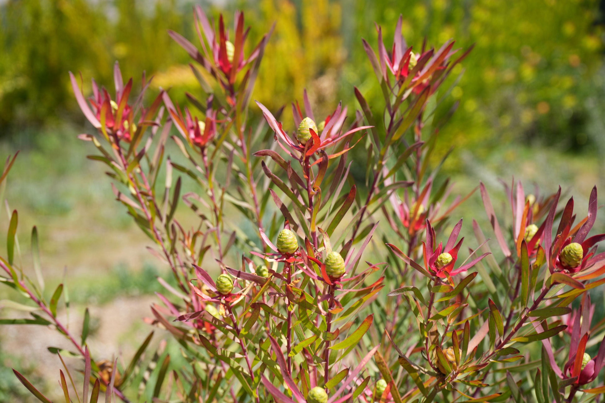 Leucadendron Red Ribbon plant with red and green leaves and unopened green flower cones outdoors