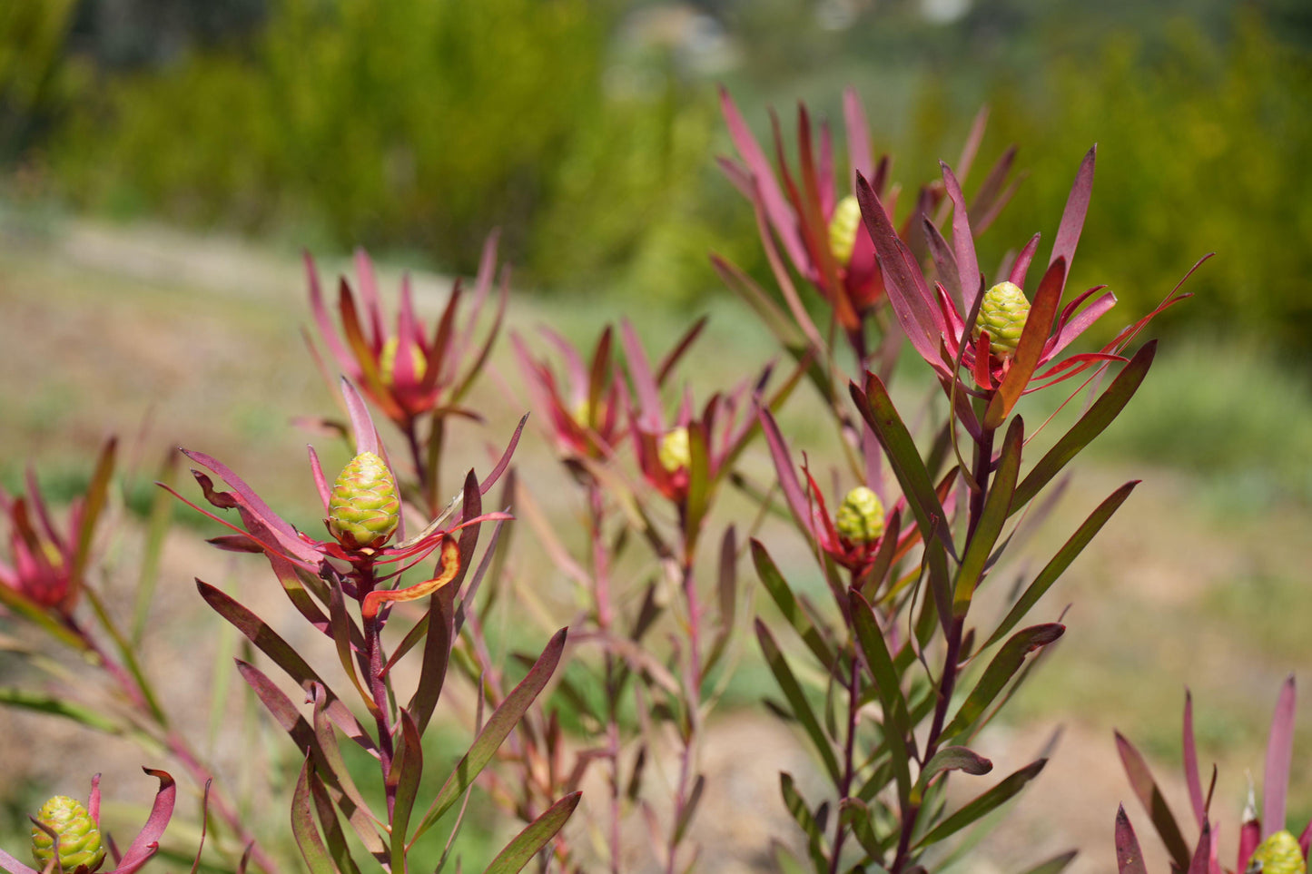 Leucadendron Red Ribbon plants with red-purple leaves and green cones in a natural outdoor setting