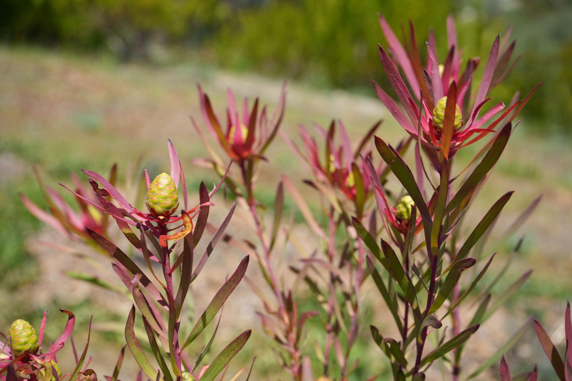 Leucadendron Red Ribbon plants with red leaves and green cones outdoors in natural garden setting
