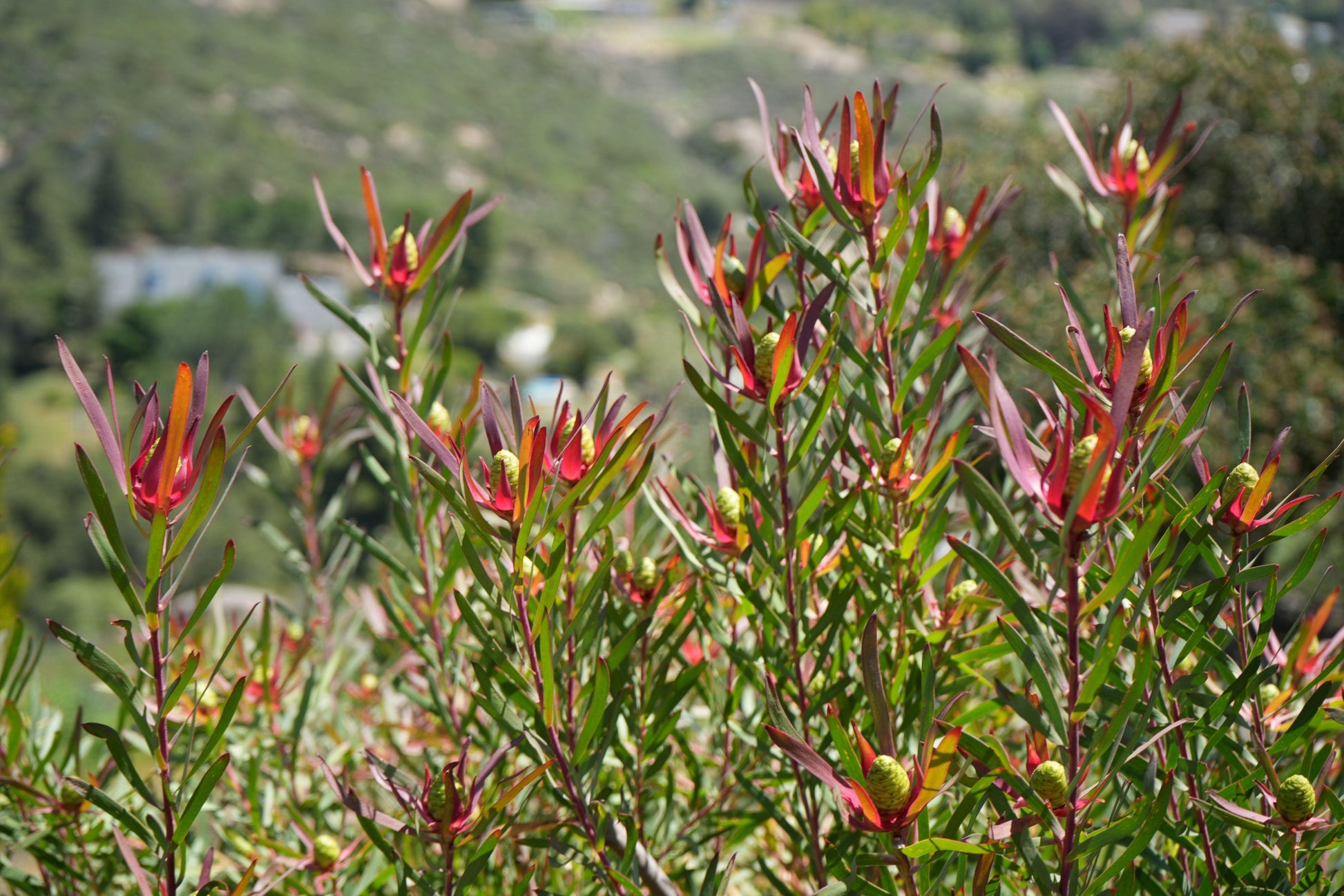 Leucadendron Red Ribbon plants with green leaves and red bracts in natural outdoor setting