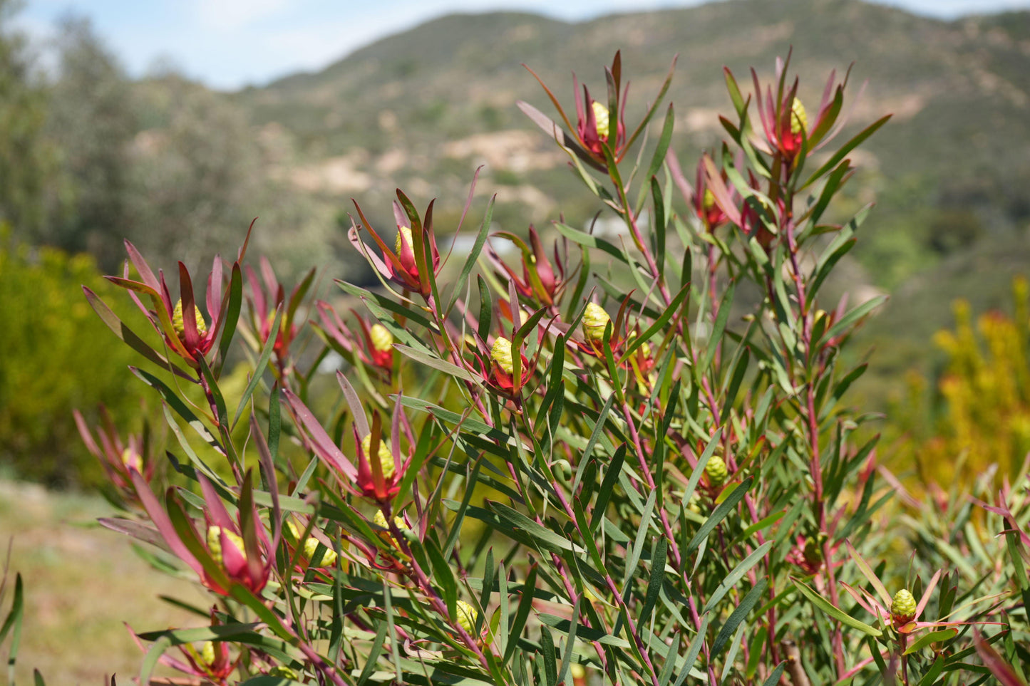 Leucadendron Red Ribbon bush with red-tipped green leaves and yellow cones in hillside landscape