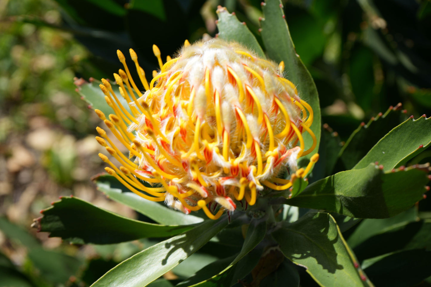 Leucospermum 'Veldfire': Yellow Red Fiery Blooms - Bonte Farm