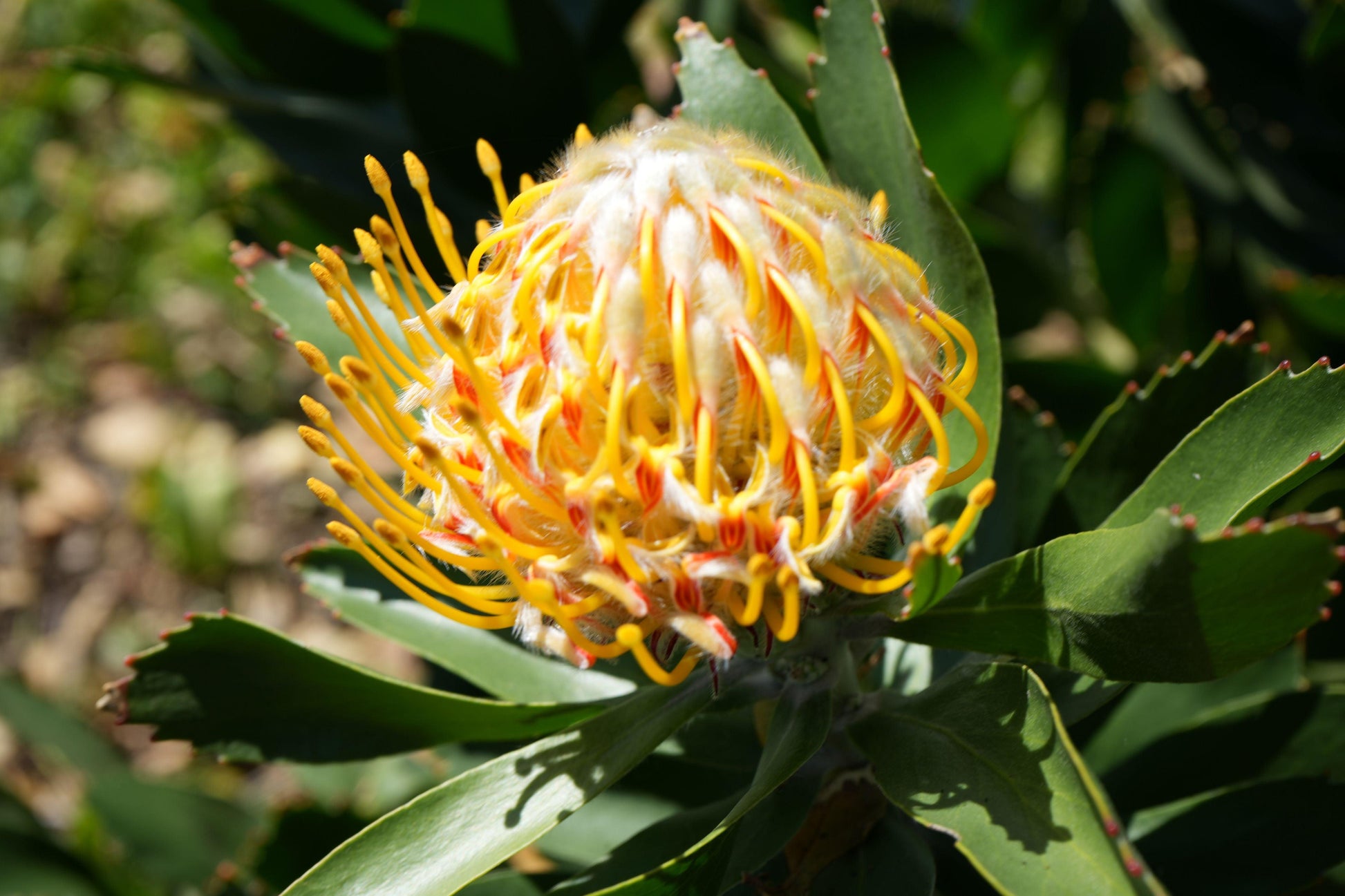 Leucospermum 'Veldfire': Yellow Red Fiery Blooms - Bonte Farm