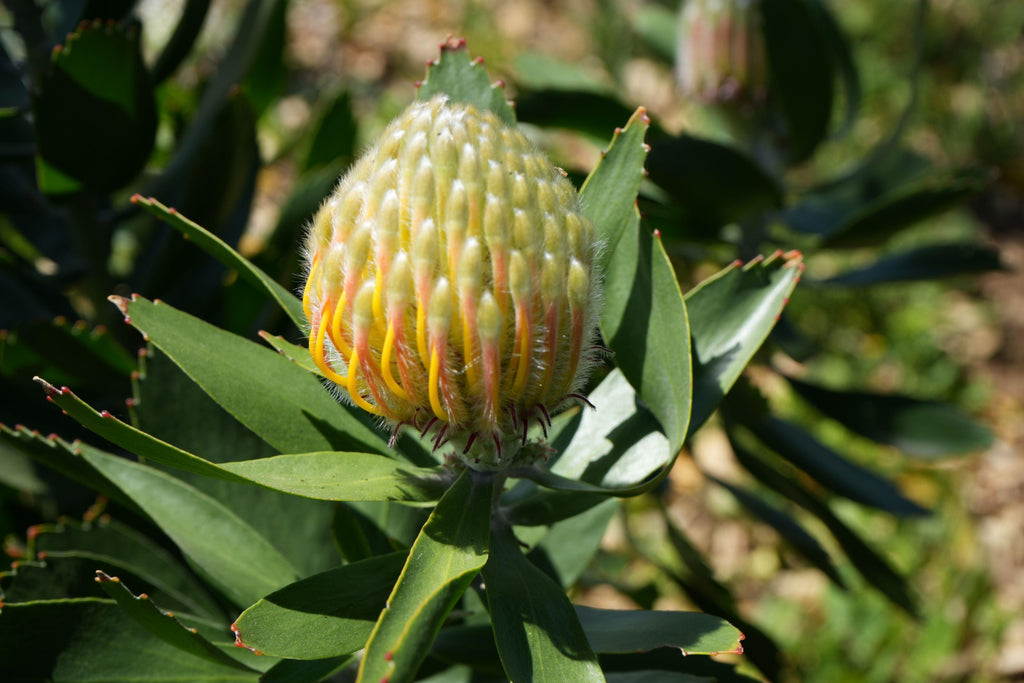 Close-up of Leucospermum Veldfire protea bud with green leaves outdoors