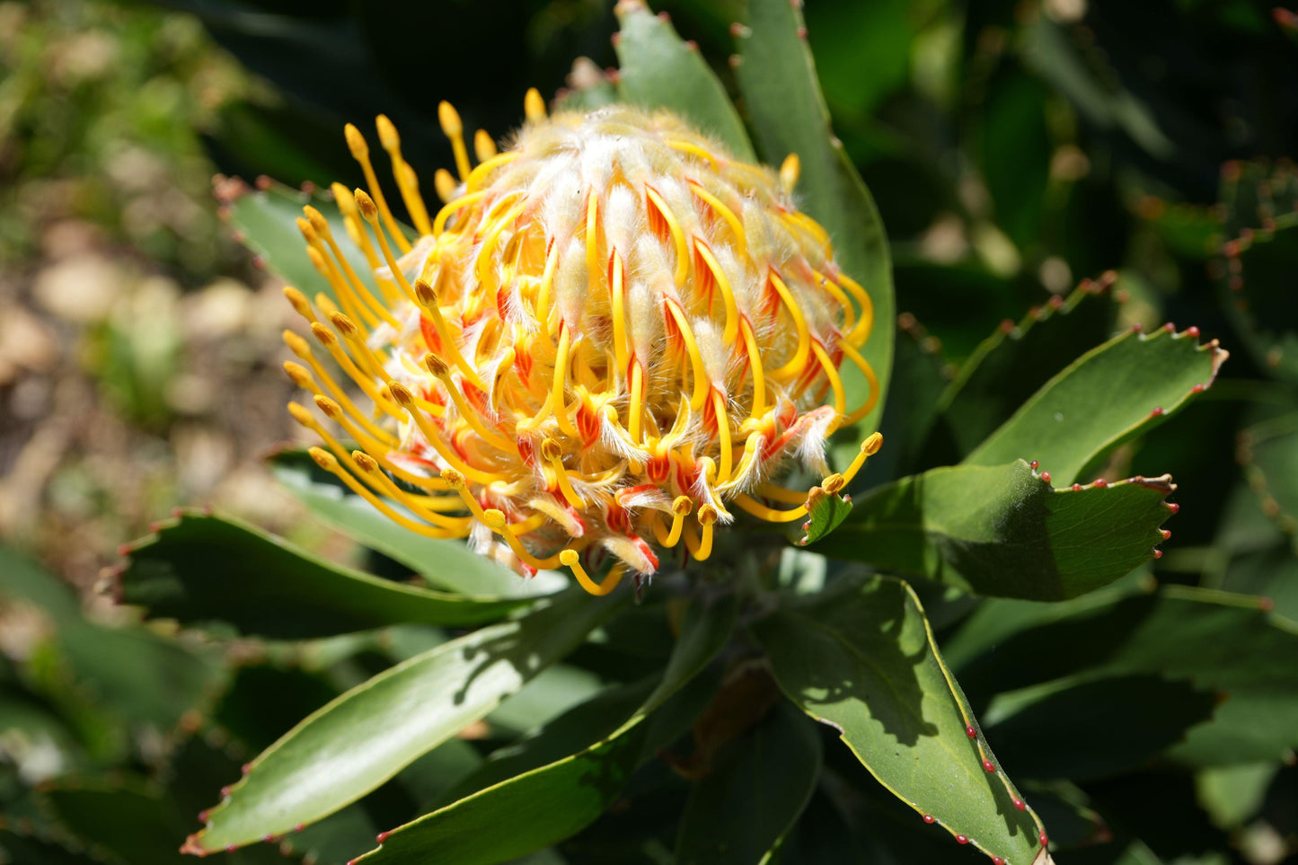 Leucospermum 'Veldfire': Yellow Red Fiery Blooms - Bonte Farm